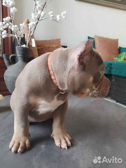 Американский булли Николас