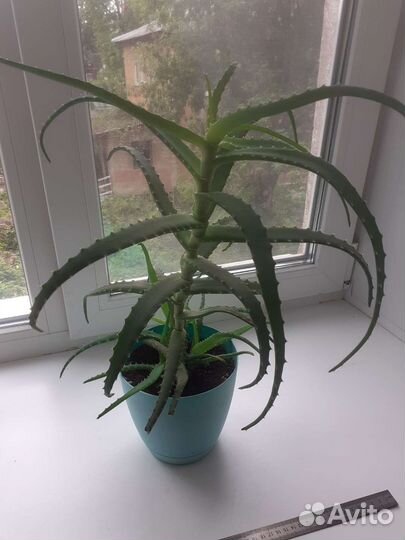 Алоэ лечебный