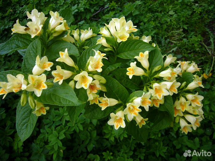 Спиреи,крушина,декор.кустарники