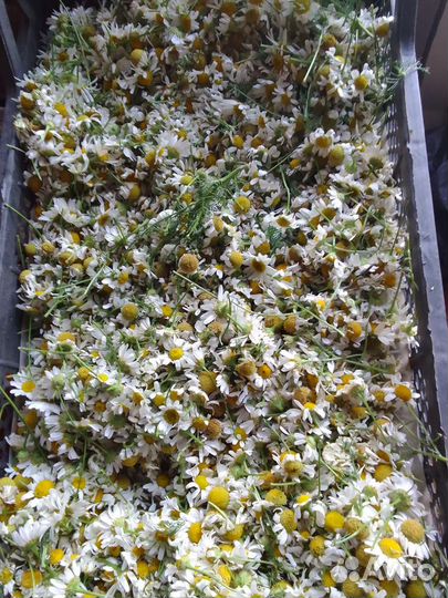 Душица,ромашка