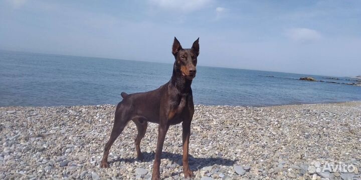 Доберман вязка