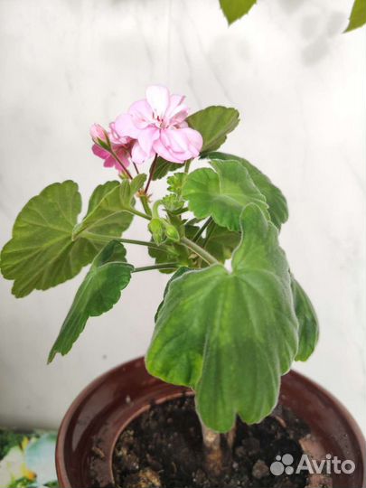 Герань (пеларгония)