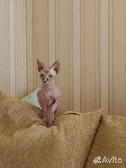 Канадский сфинкс