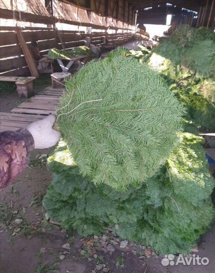 Веники для бани