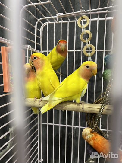 Неразлучники