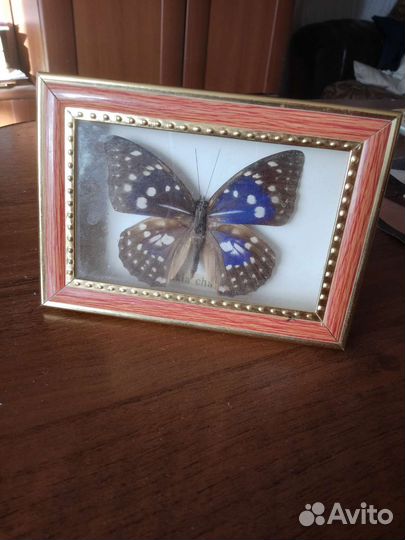 Сувенир бабочка. Размер 13на 10