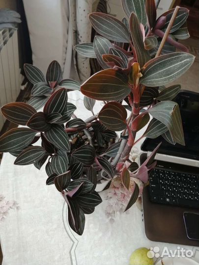 Орхидея лудизия