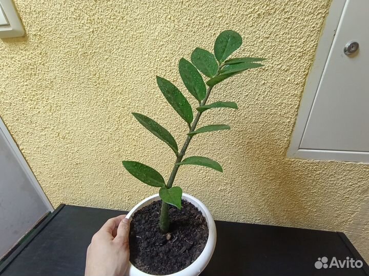 Замиокулькас