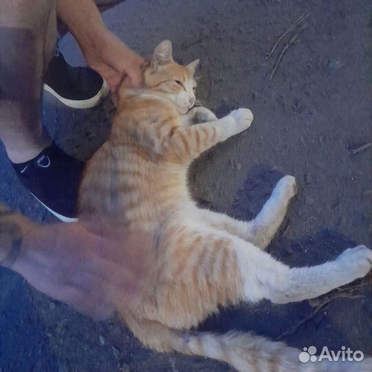 Кот бесплатно