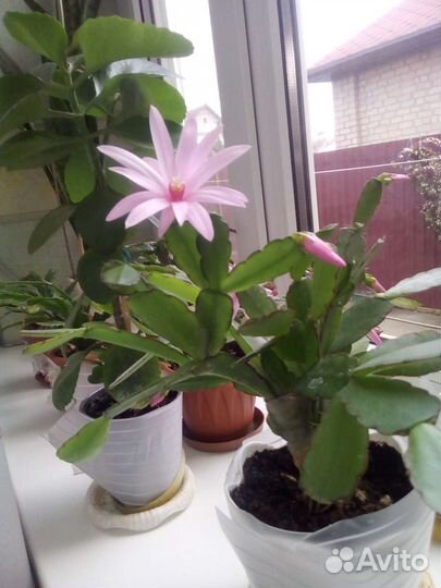 Комнатные цветы