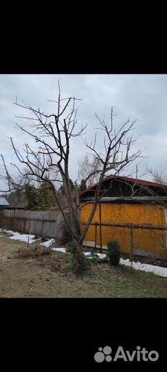 Обрезка плодовых деревьев