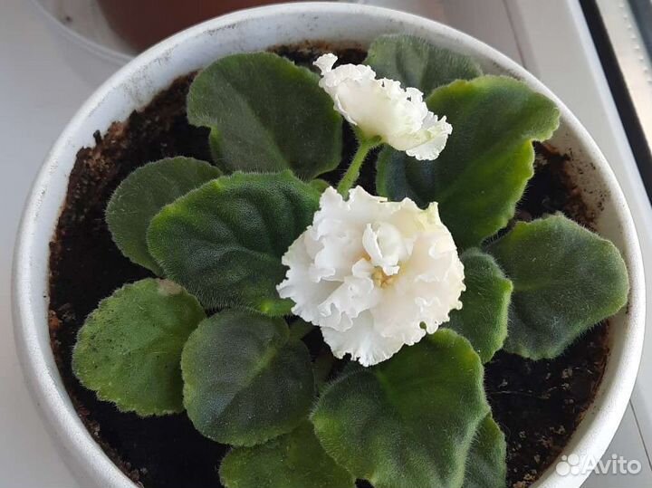 Фиалка белая