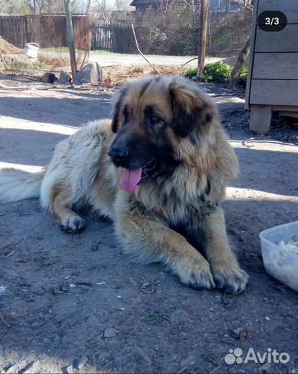 Собака метис овчарки