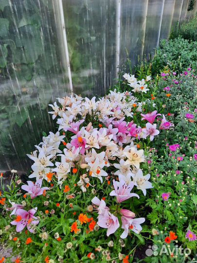 Лилии луковицы