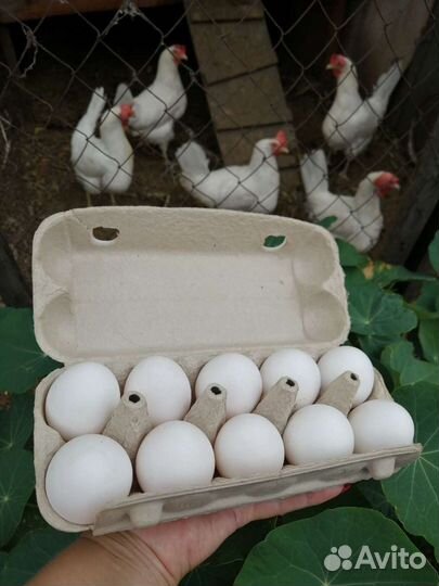 Яйцо куриное