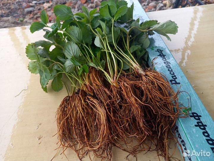 Рассада клубники. Оптом