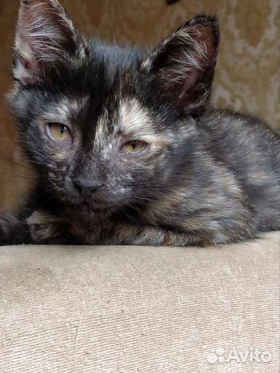 Котенок в добрые руки