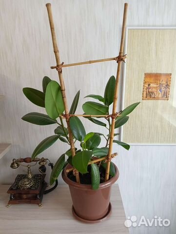 Три фикуса в одном горшке