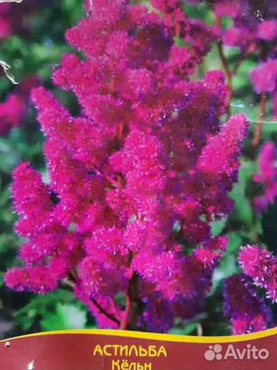 Продам излишки растений