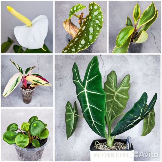 Комнатные растения