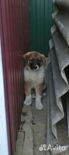 Восточно европейская овчарка