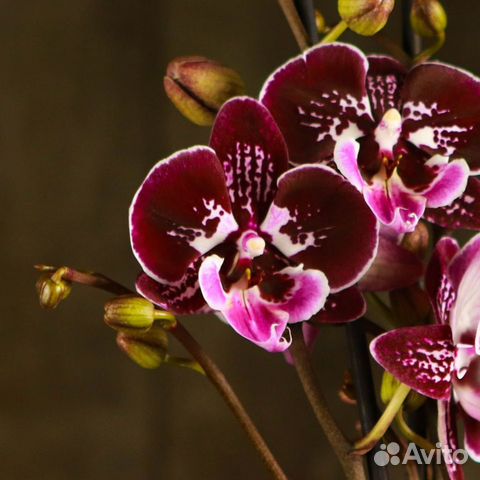 Орхидея Фаленопсис Биг Лип Сильвия 2 ст