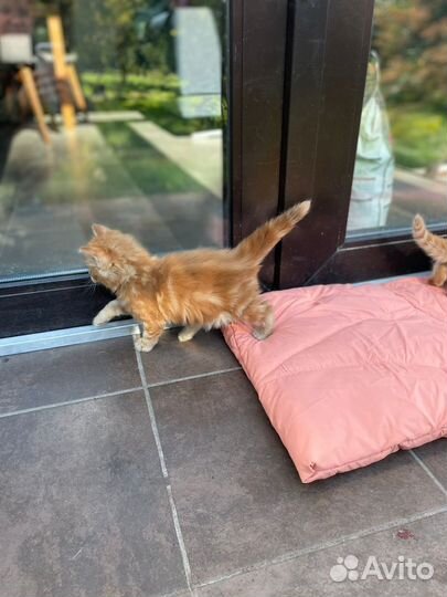 Котята мейкун