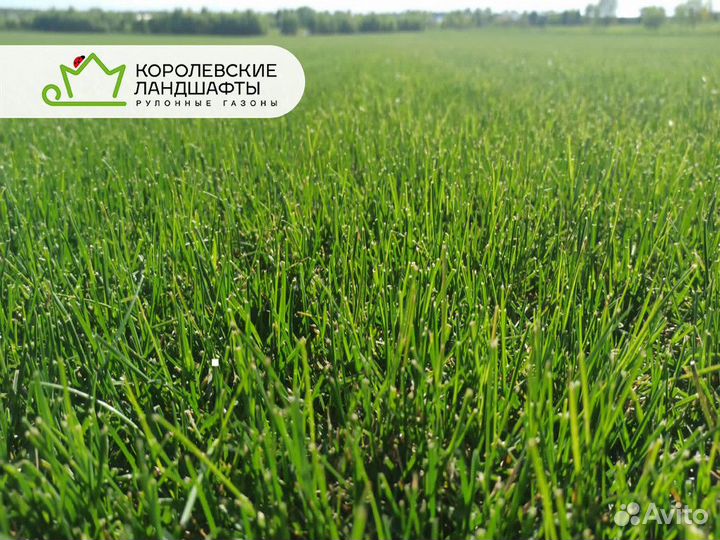 Рулонный газон