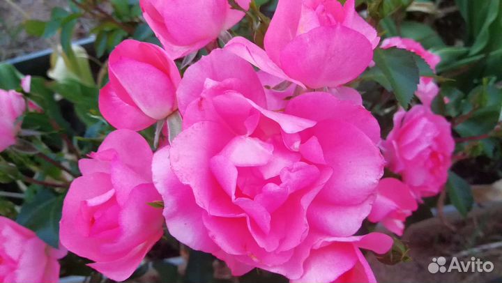 Розы цветы в букет срезка