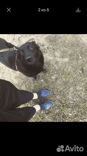 Выгул собак