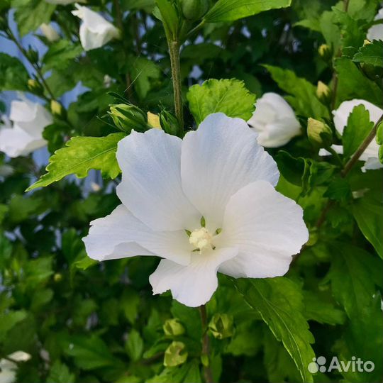 Гибискус (взрослые саженцы)