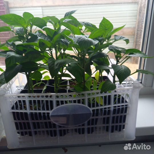 Перец болгарский красный и желтый