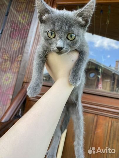 Русская голубая