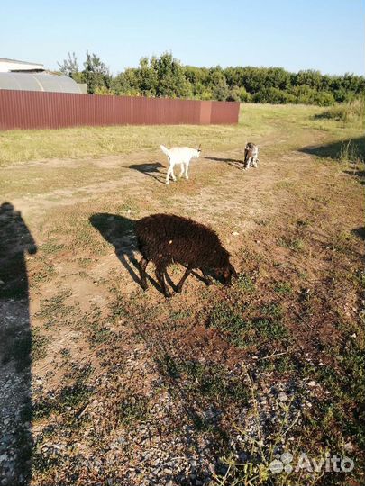 Овцы и козы