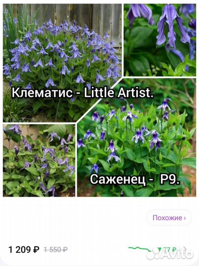 Саженцы клематиса низкорослый