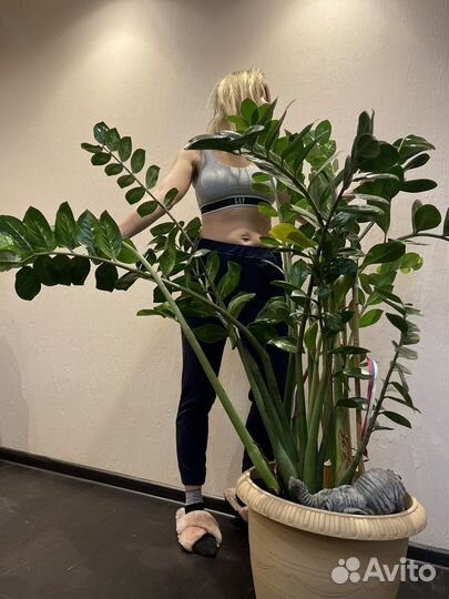 Замиокулькас