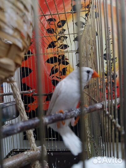 Продам амадину