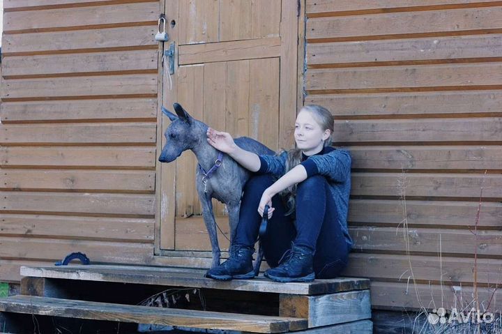 Передержка