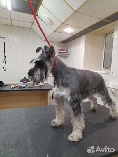 Услуги грумера