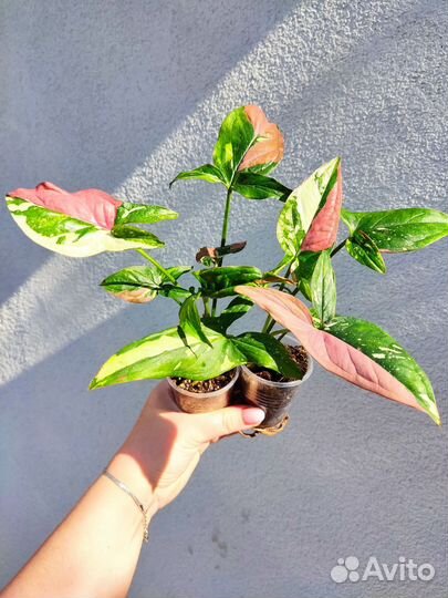 Комнатные растения