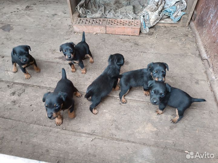 Щенки ягдтерьера