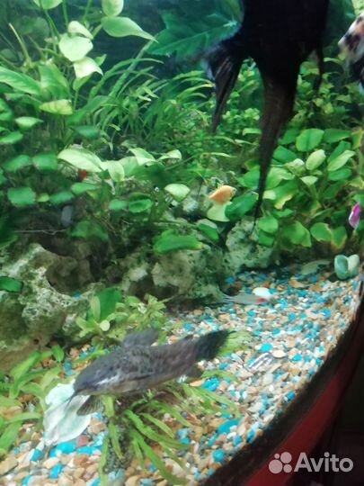 Аквариум около 200литров
