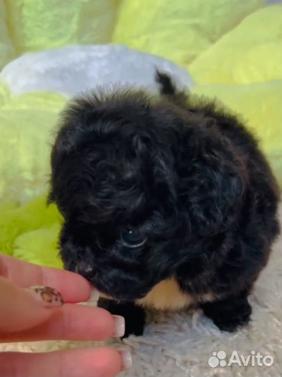 Мальчик Тэдди Мальтипу Китай