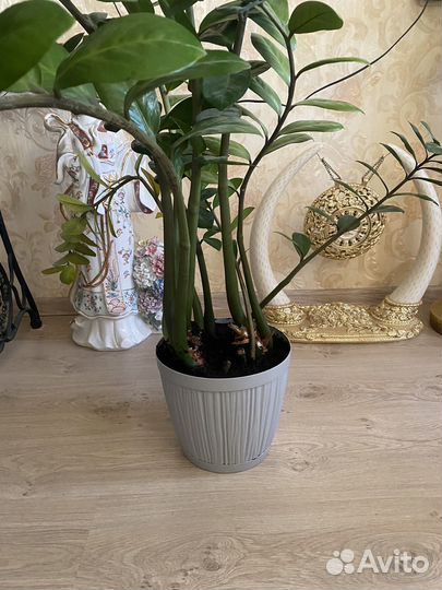 Замиокулькас 1,10