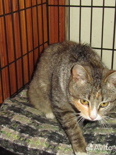 Кошечка табби