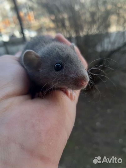 Крысятки дамбо кудрявые