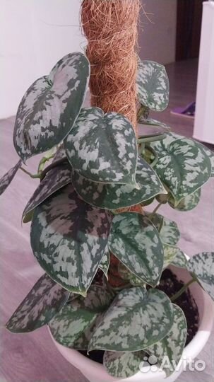 Сциндапсус пиктус треби Возможна доставка