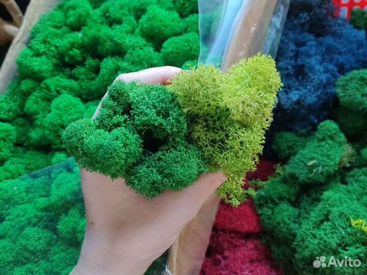 Стабилизированный мох