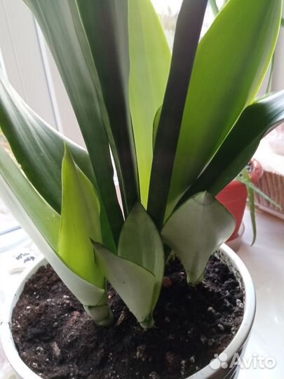 Комнатные цветы сансевиерии муншайн