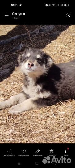 Собаки бесплатно